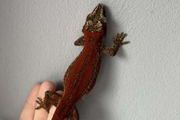 Geckos kaufen und verkaufen Photo: 1.2 Rhacodactylus auriculatus Redstripe 