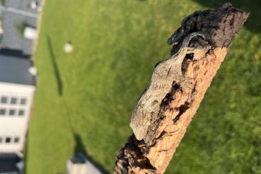 Geckos kaufen und verkaufen Foto: Rhacodactylus Leachianus (Nuu Ami) Geckos kaufen und verkaufen Foto: Rhacodactylus Leachianus (Nuu Ami)