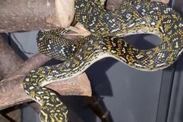 Schlangen kaufen und verkaufen Foto: sells pure 2 year old male diamond python (morelia spilota spilota) 