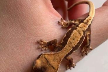 Geckos kaufen und verkaufen Photo: Crested gecko LW youngs, kronegekkoer