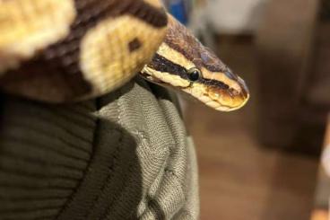 Ball Pythons kaufen und verkaufen Photo: Python Regius Weibchen 0.1