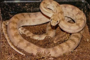 Schlangen kaufen und verkaufen Foto: Spalerosophis diadema cliffordi, Clifford's Diadem Snake