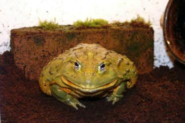 Frösche  kaufen und verkaufen Foto: Pyxiecephalus adspersus African Bullfrog Afrikanischer Ochsenfrosch