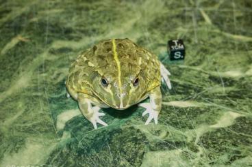 frogs kaufen und verkaufen Photo: Pyxiecephalus adspersus African Bullfrog Afrikanischer Ochsenfrosch