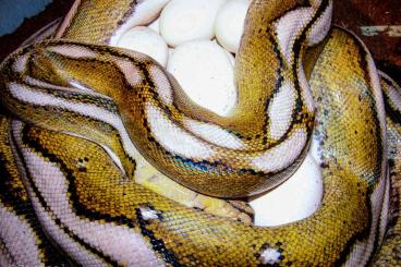 Schlangen kaufen und verkaufen Foto: Malayopython reticulatus, Reticulated Python, Netzpython, Pied,Piebald