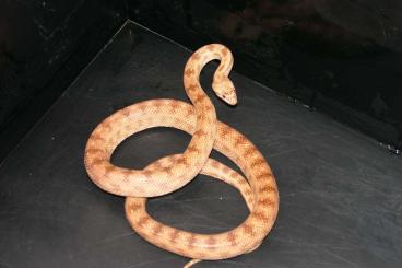 Schlangen kaufen und verkaufen Foto: Cliffords Snake, Spalerosophis diadema cliffordii