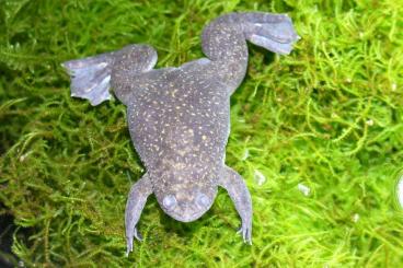 frogs kaufen und verkaufen Photo: Frosch, Xenopus tropicalis Krallenfrosch