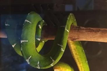 Boas kaufen und verkaufen Photo: Suche Corallus caninus zum Tausch! Boas kaufen und verkaufen Photo: Suche Corallus caninus zum Tausch!