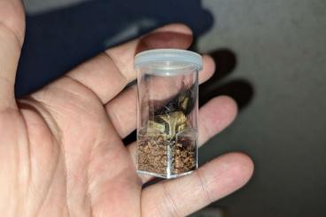 Terrarien kaufen und verkaufen Foto: Gelochte Filmdosen und Heimchendose.