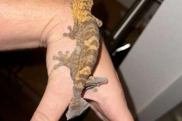 Geckos kaufen und verkaufen Photo: Last Call for Hamm , 1.0 Uroplatus Henkeli 