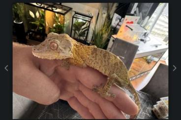 Geckos kaufen und verkaufen Foto: Last call for Hamm 1.0 Uroplatus Henkeli (Male)