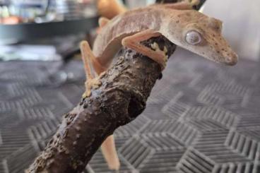 Geckos kaufen und verkaufen Photo: 1.0 Uroplatus Lineatus (leaftail Gecko)