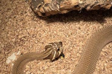 Schlangen kaufen und verkaufen Foto: Heterodon nasicus (superconda) Weibchen 