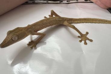 Geckos kaufen und verkaufen Photo: 1.0 Uroplatus Lineatus Ready for pairing Geckos kaufen und verkaufen Photo: 1.0 Uroplatus Lineatus Ready for pairing