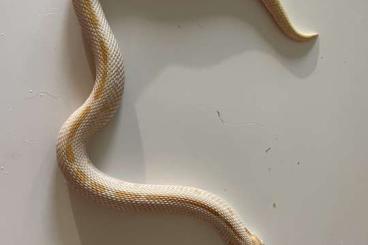 Snakes kaufen und verkaufen Photo: Albino Anaconda het. Toffeebelly Hakennasennatter 