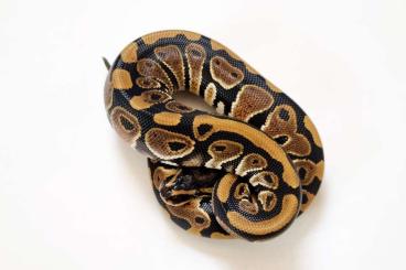 Königspythons kaufen und verkaufen Foto: 1.0 Königspython 100% het. Clown 66% het. Axanthic TSK NZ22