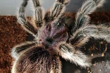 Spiders and Scorpions kaufen und verkaufen Photo: Grammostola rosea NCF slings
