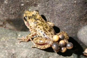 frogs kaufen und verkaufen Photo: SUCHE: Alytes muletensis in der Umgebung von Rostock
