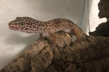 Geckos kaufen und verkaufen Photo: Eublepharis macularius ( Leopardgecko) Nominat Zuchtgruppe abzugeben