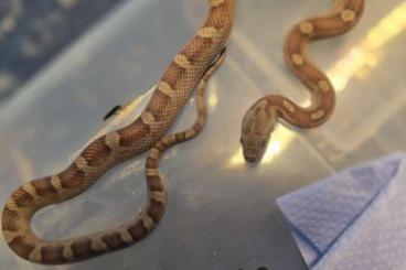 Colubrids kaufen und verkaufen Photo: Diverse Kornnattern (Pantherophis Guttatus) zu verkaufen