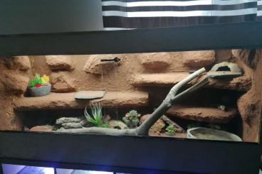 Geckos kaufen und verkaufen Photo: 3 Leopardengekodamen mit Terrarium und Unterschrank 