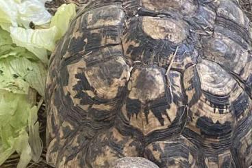 Tortoises kaufen und verkaufen Photo: Pantherschildkröten inkl Papiere und gemeldet 