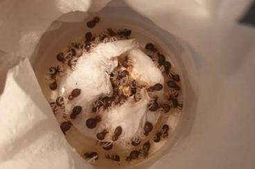 Spinnen und Skorpione kaufen und verkaufen Foto: Adult Females and Caribena versicolor slings