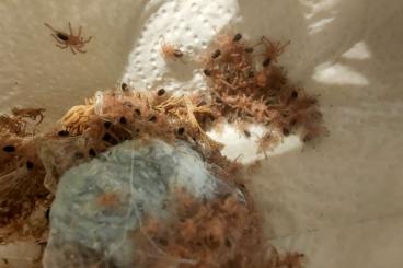 - bird spiders kaufen und verkaufen Photo: Grammostola pulchripes 0.0.xxx