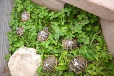 Tortoises kaufen und verkaufen Photo: griechische Landschildkröten