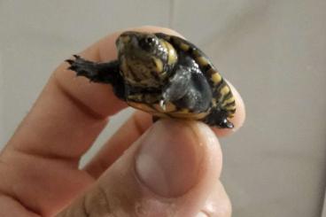 Schildkröten  kaufen und verkaufen Foto: Kinosternon leucostomum cb 2024