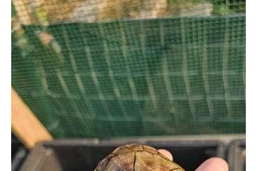 Schildkröten  kaufen und verkaufen Foto: Kinosternon s. Cruentatum sub