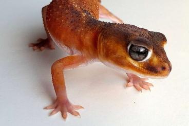 Geckos kaufen und verkaufen Foto: 2.1 Nephrurus levis levis Patternless, het Patternless 