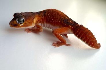 Geckos kaufen und verkaufen Foto: 2.1 Nephrurus levis levis Patternless 