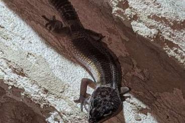 Geckos kaufen und verkaufen Foto: Leopardgecko Nachzuchten 23 Blacknight, Tangarin, Bold