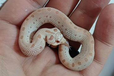 Colubrids kaufen und verkaufen Photo: Heterodon nasicus Superarctic Albino Anaconda 1.0