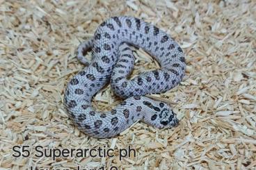 Colubrids kaufen und verkaufen Photo: Heterodon nasicus Superarctic Anaconda und Superarctic ph Lavender