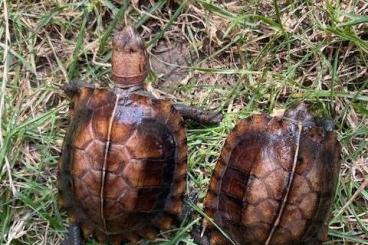 Schildkröten  kaufen und verkaufen Foto: For Hamm Cuora Mouhotii 2023