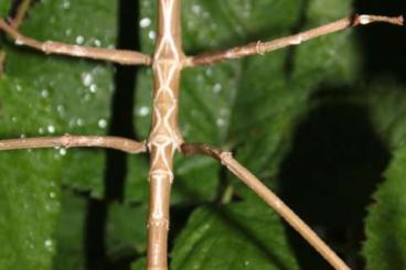 Insects kaufen und verkaufen Photo: Tirachoidea biceps "Zebra" Stabschrecken Phasmiden Eier