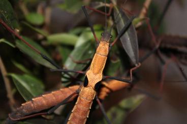 Insekten kaufen und verkaufen Foto: Phasmiden Eier Stabschrecken Gespenstschrecken