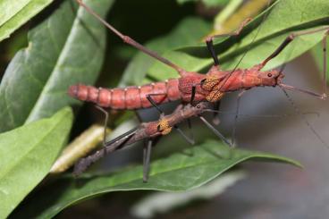 Insekten kaufen und verkaufen Foto: Stabschrecken Wandelndes Blatt Phasmiden Eier