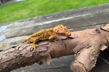 Geckos kaufen und verkaufen Foto: Correlophus ciliatus, super dalmation proven pair 1.1