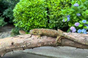 Geckos kaufen und verkaufen Foto: mniarogekko chahoua couple 