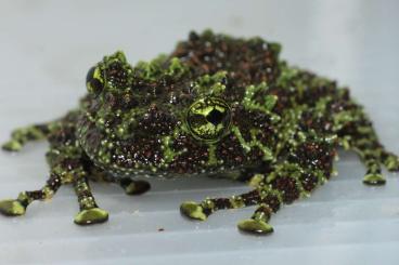 frogs kaufen und verkaufen Photo: Theloderma groups for Hamm