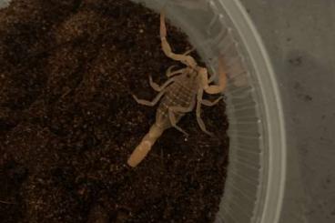 Scorpions kaufen und verkaufen Photo: Biete Ageobuthus gibbosus