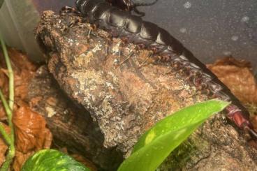 Myriapoda kaufen und verkaufen Foto: Biete Skolopender für Hamm oder Versand