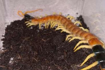 Myriapoda kaufen und verkaufen Photo: Biete Skolopender für Versand