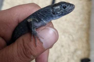 Lizards kaufen und verkaufen Photo: Timon Lepidus Melanistic 