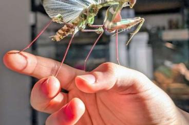 Insekten kaufen und verkaufen Foto: SUCHE 1.0 Idolomantis Diabolica ADULT