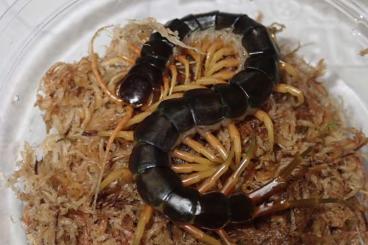 Myriapoda kaufen und verkaufen Photo: Sales and promotion of bred centipedes