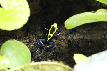 Poison dart frogs kaufen und verkaufen Photo: D. tinctorius `Nominat´ für Rüsselsheim